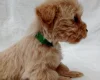 West Highland White Terrier