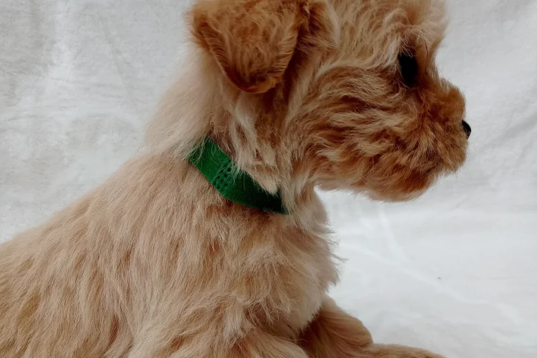 West Highland White Terrier