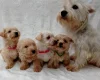 West Highland White Terrier