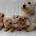 West Highland White Terrier