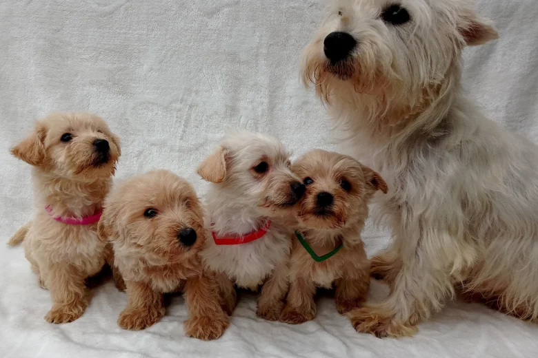 West Highland White Terrier
