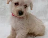 West Highland White Terrier