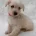 West Highland White Terrier