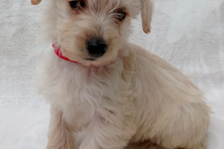 West Highland White Terrier