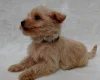 West Highland White Terrier