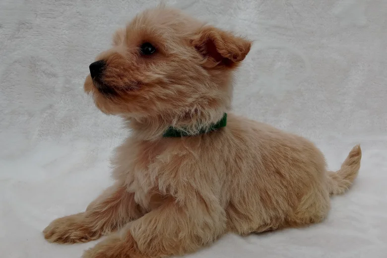 West Highland White Terrier