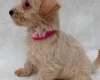 West Highland White Terrier