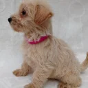 West Highland White Terrier