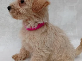 West Highland White Terrier