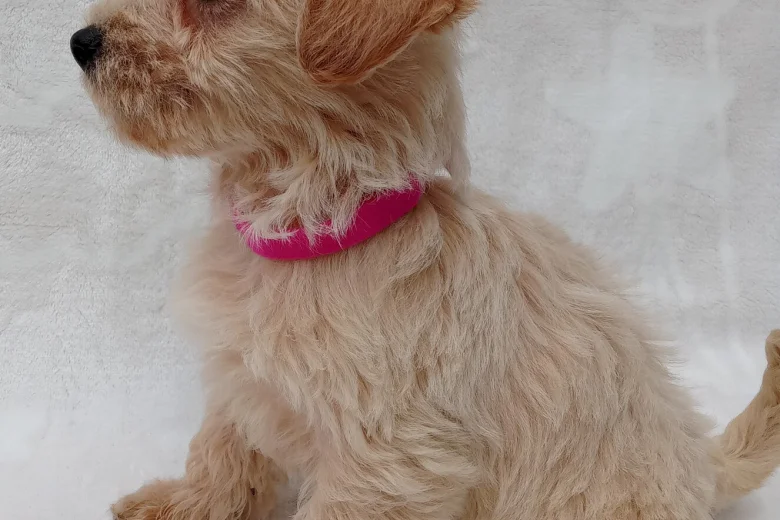 West Highland White Terrier