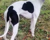 Whippet