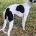 Whippet