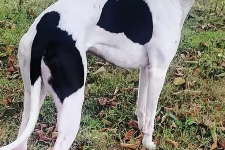 Whippet