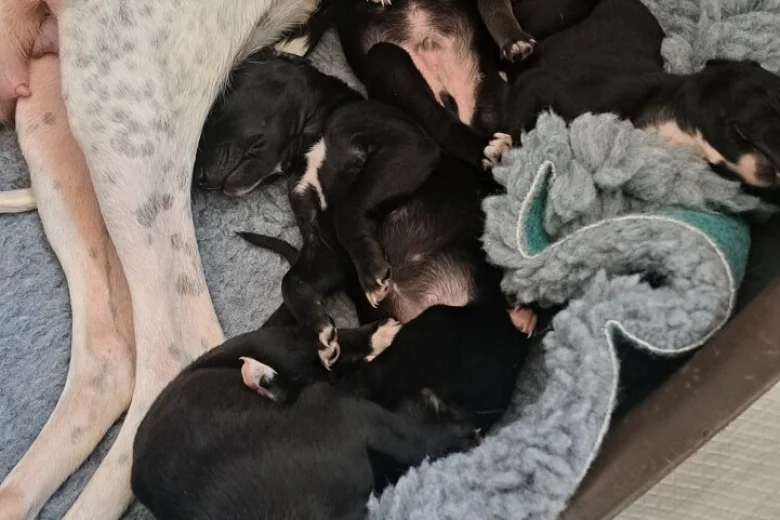 Whippet