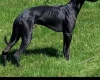 Whippet