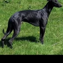 Whippet
