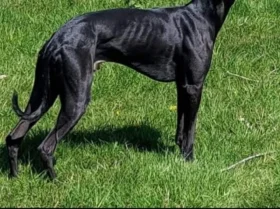 Whippet