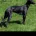 Whippet