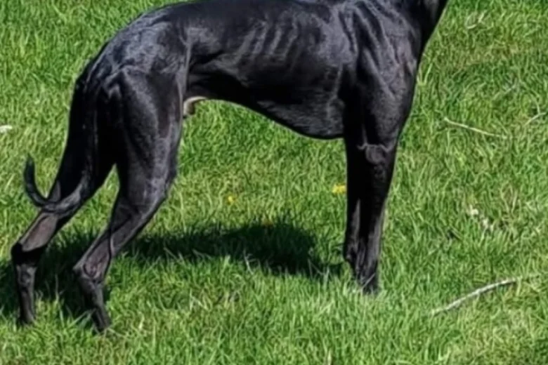 Whippet