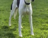 Whippet