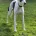 Whippet