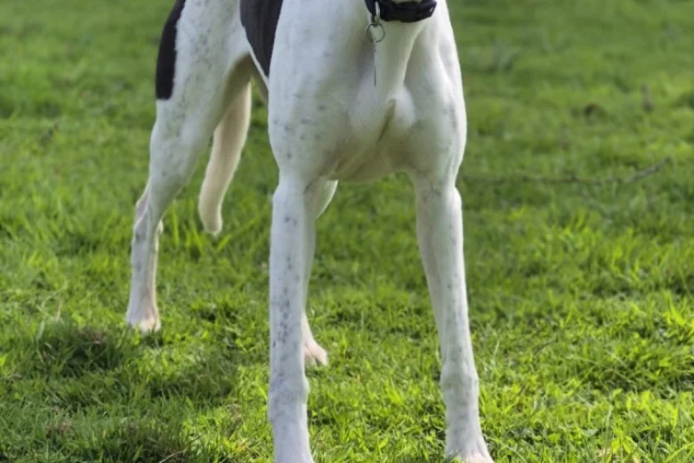 Whippet