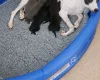 Whippet