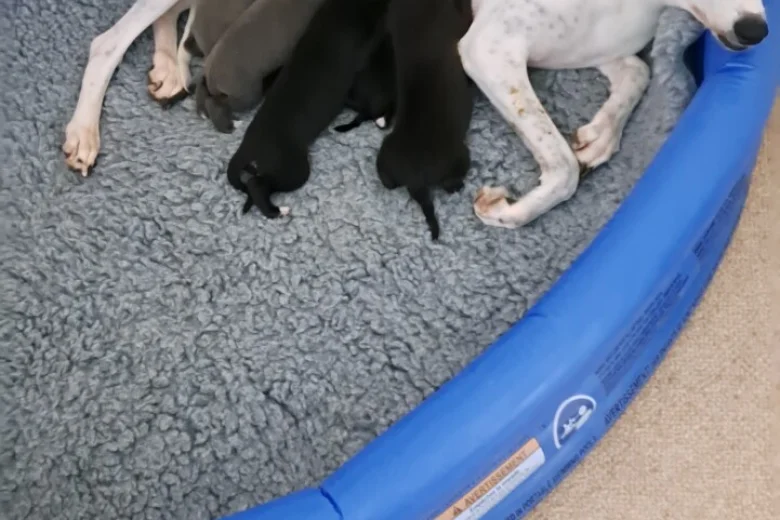 Whippet