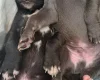 Whippet