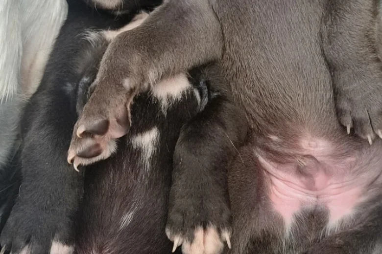 Whippet