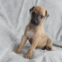 Whippet