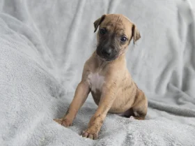 Whippet