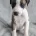 Whippet