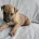 Whippet