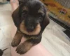 Dachshund (Wire Haired)