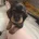 Dachshund (Wire Haired)