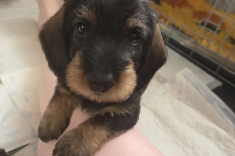 Dachshund (Wire Haired)