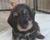 Dachshund (Wire Haired)
