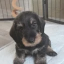Dachshund (Wire Haired)
