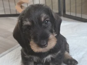 Dachshund (Wire Haired)