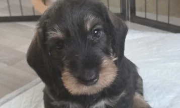 Dachshund (Wire Haired)