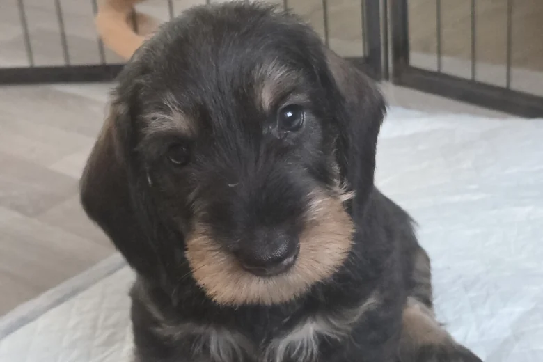 Dachshund (Wire Haired)