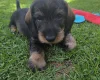 Dachshund (Wire Haired)
