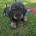 Dachshund (Wire Haired)