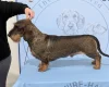 Dachshund (Wire Haired)
