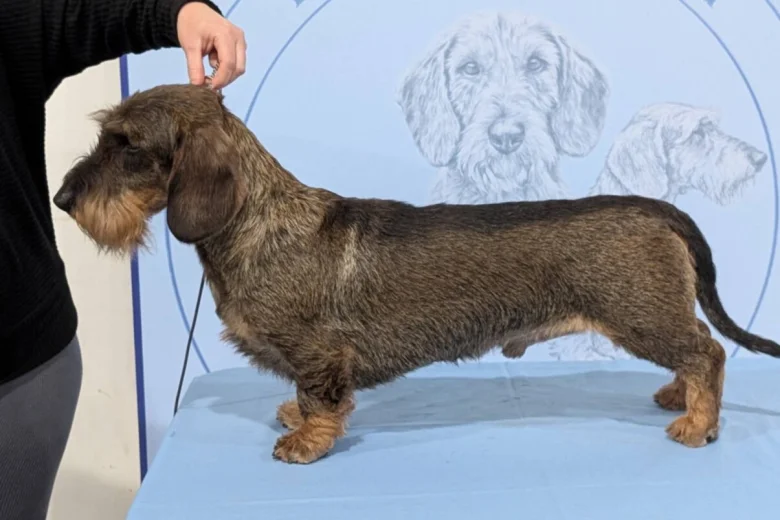 Dachshund (Wire Haired)