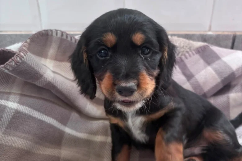 Cocker Spaniel (Working)