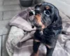 Cocker Spaniel (Working)