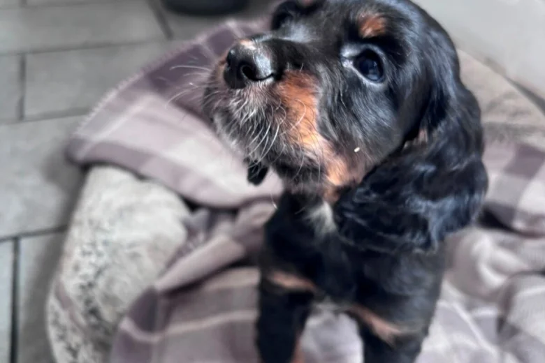 Cocker Spaniel (Working)