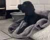 Cocker Spaniel (Working)